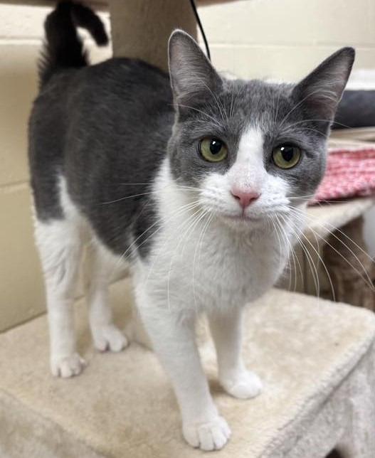 Miley, Adoptable, Young Female Domestic Short Hair.