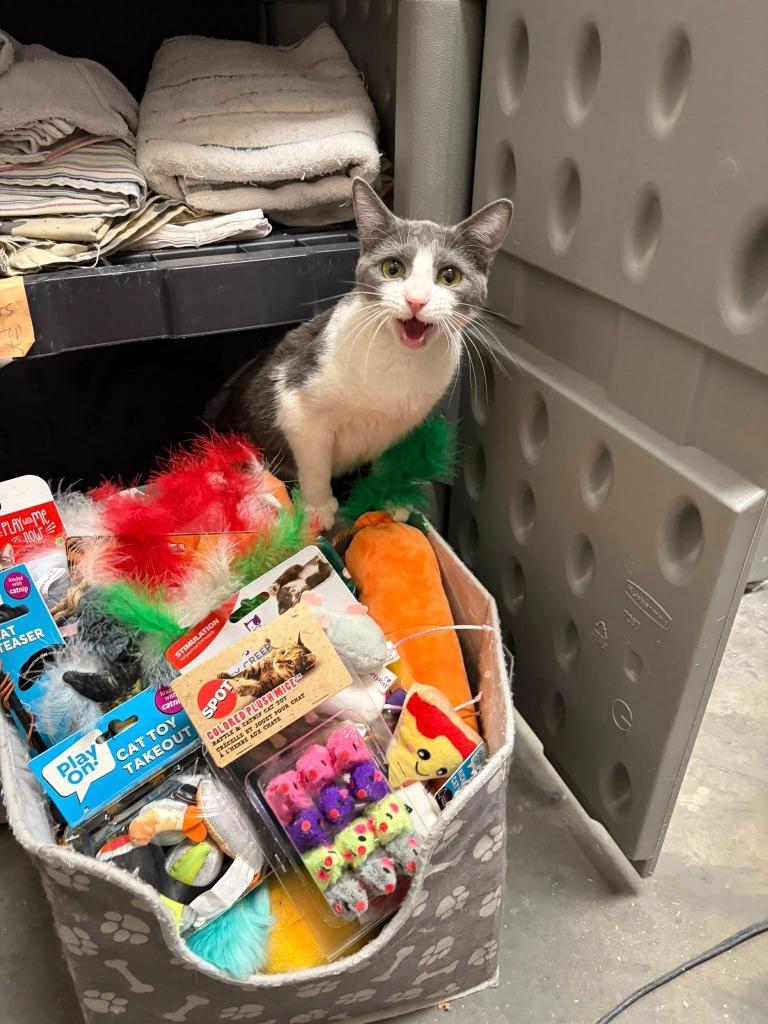 Enlarge Miley, a Adoptable mixed breed in St. Louis, MO image 2/4