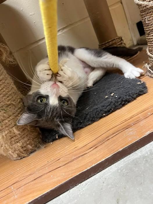 Enlarge Miley, a Adoptable mixed breed in St. Louis, MO image 3/4