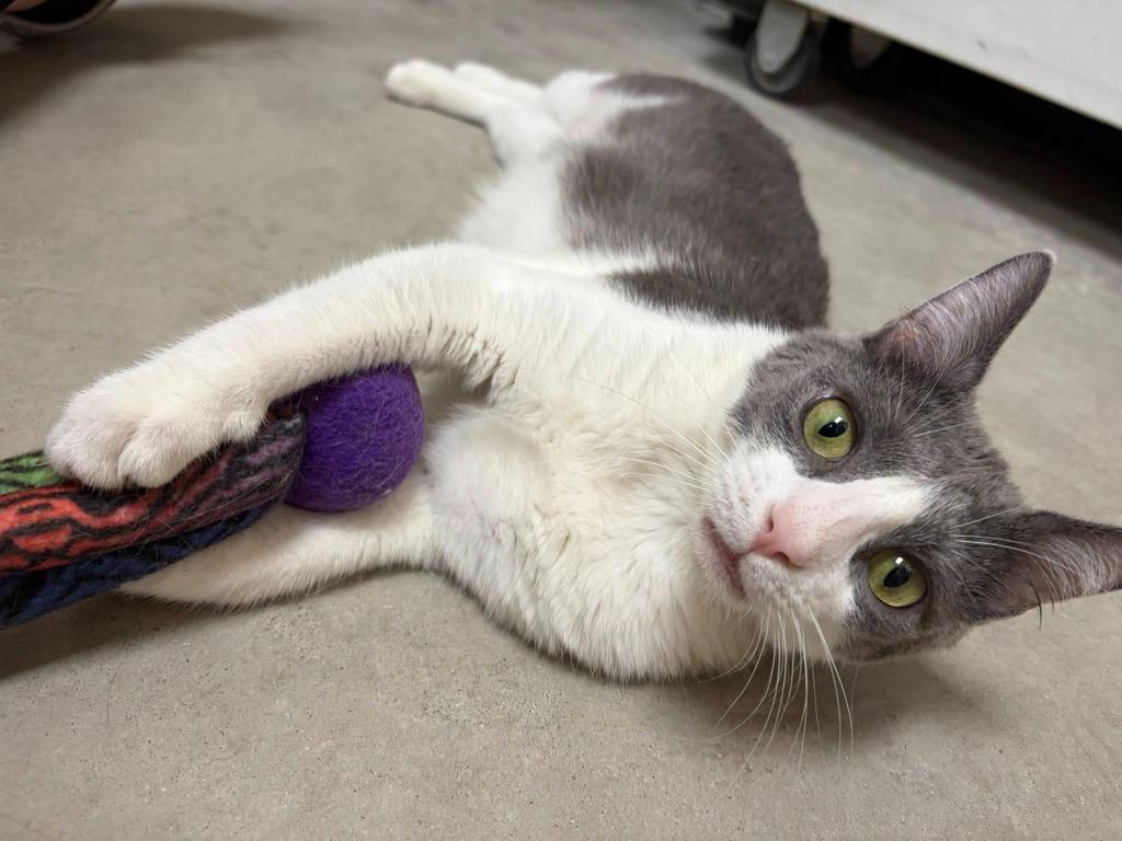 Enlarge Miley, a Adoptable mixed breed in St. Louis, MO image 4/4