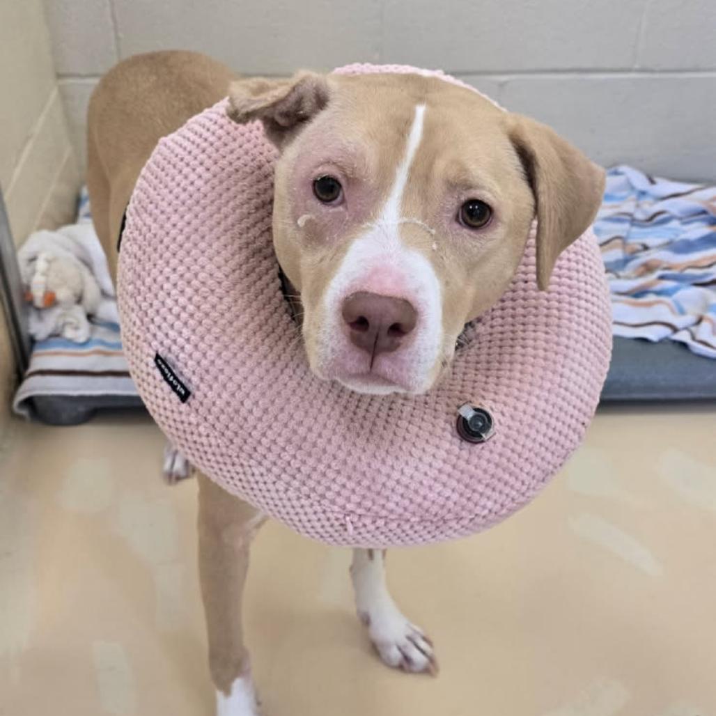 Senna, Adoptable, Adult Female Mixed Breed & Mixed Breed.