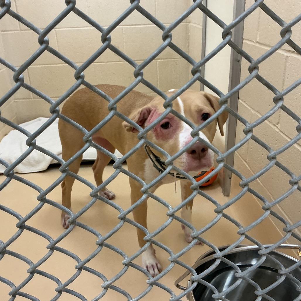 Enlarge Senna, a Adoptable mixed breed in Winston-Salem, NC image 2/2