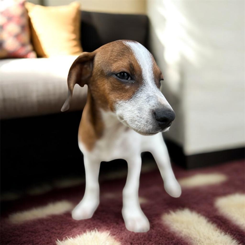 Enlarge George, a Adoptable mixed breed in Thompson Falls, MT image 1/1