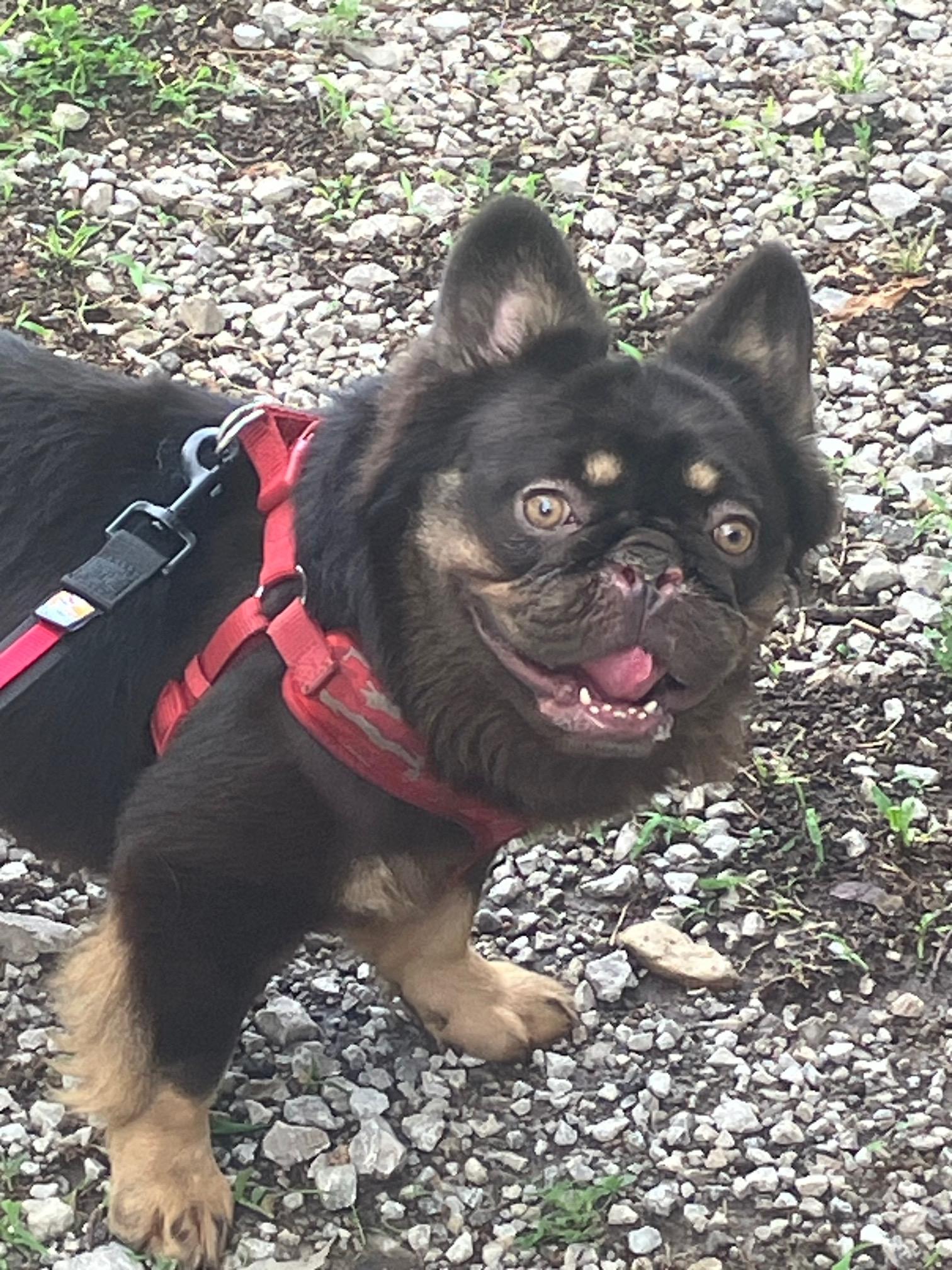 george, adopted, Adult Male French Bulldog.