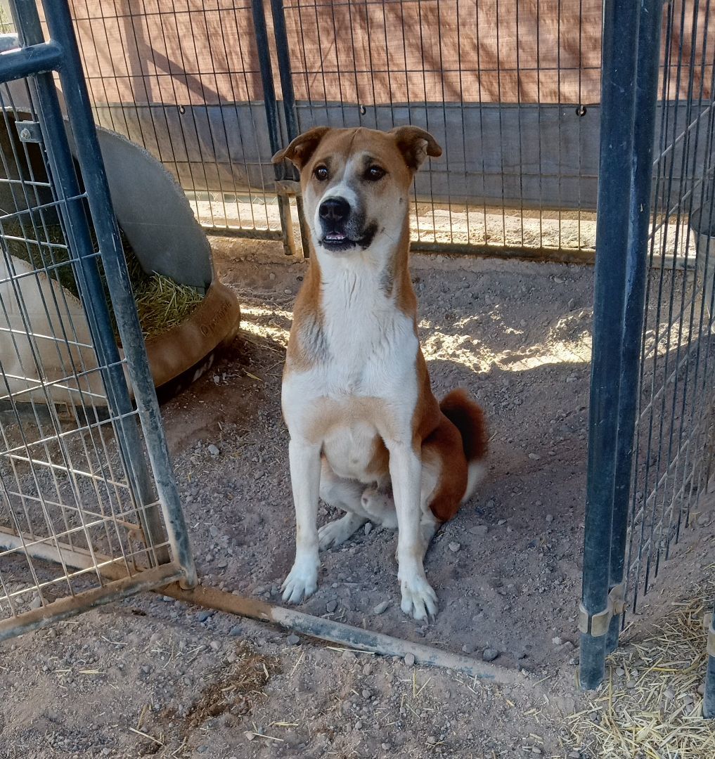 Wynn, a Adoptable mixed breed in Golden Valley, AZ image 1/2