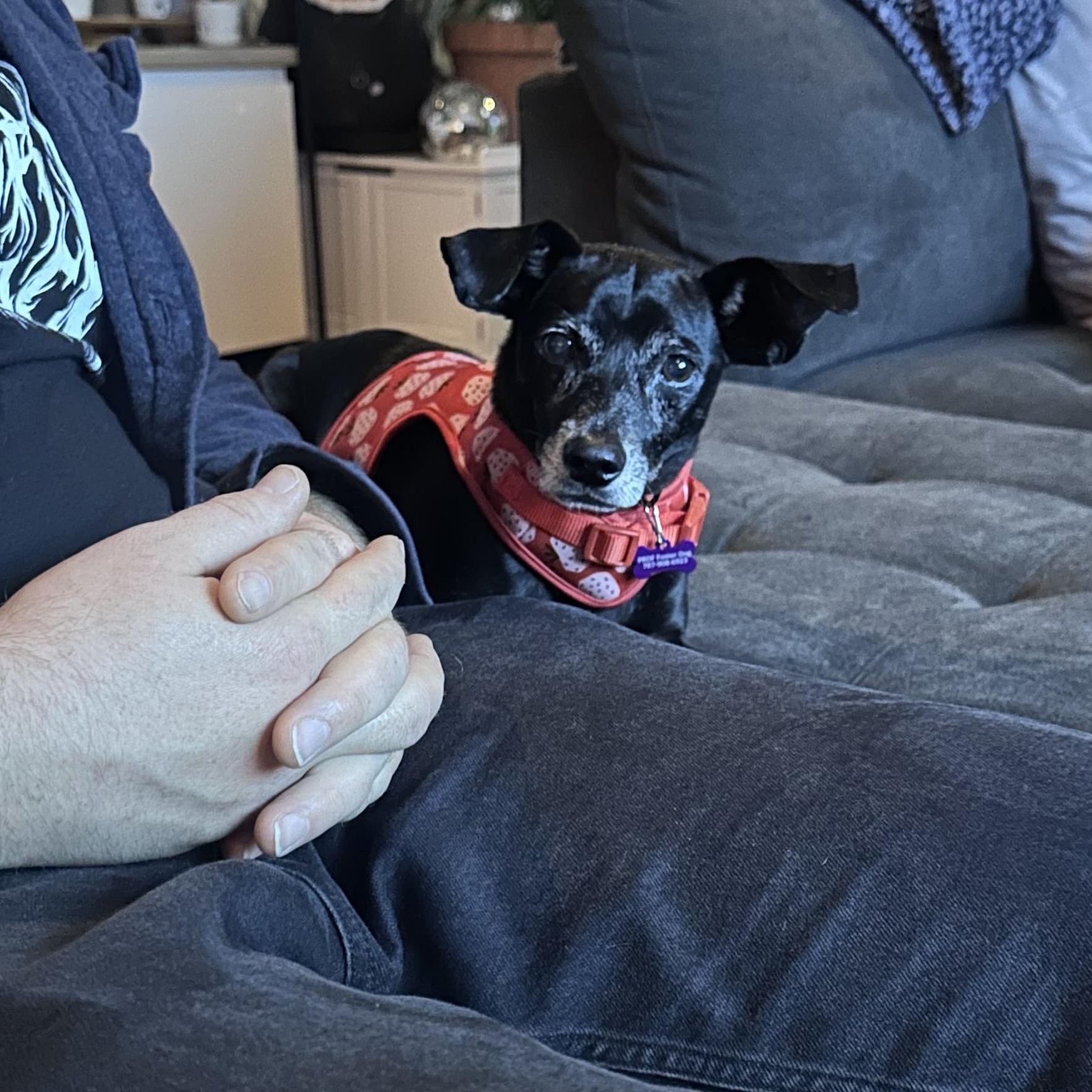 Enlarge Pixie, a Adoptable mixed breed in Milwaukie, OR image 3/6