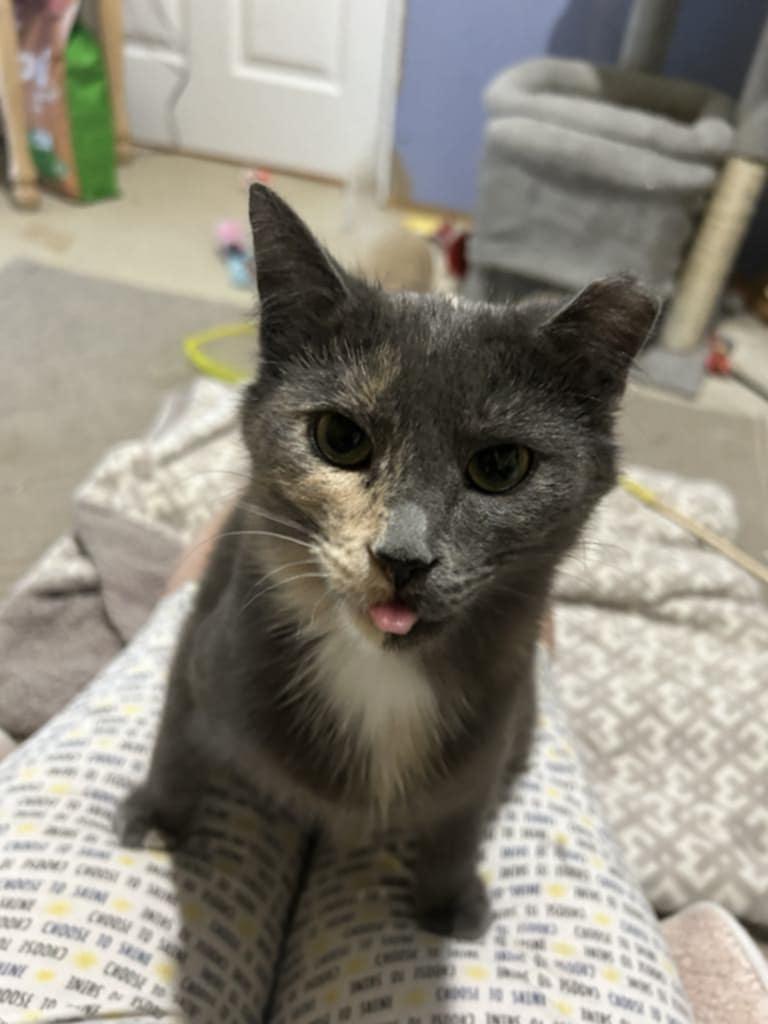 Peach, Adoptable, Young Female Domestic Short Hair.