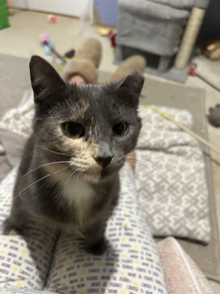 Peach, a Adoptable Domestic Short Hair image 3/5