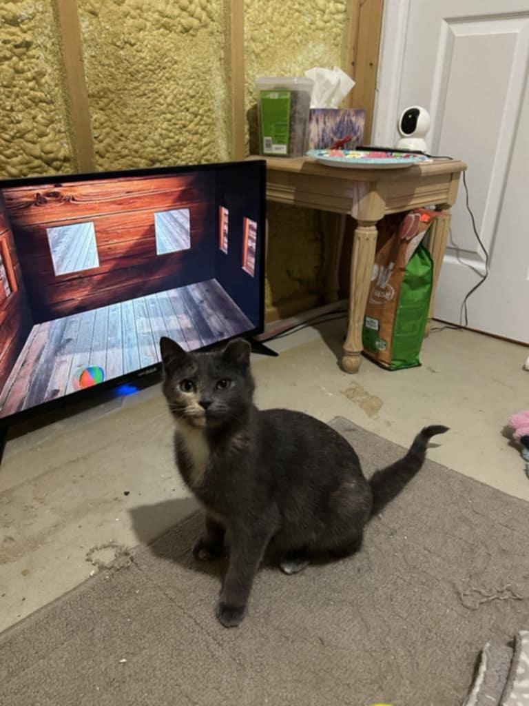 Peach, a Adoptable Domestic Short Hair image 5/5