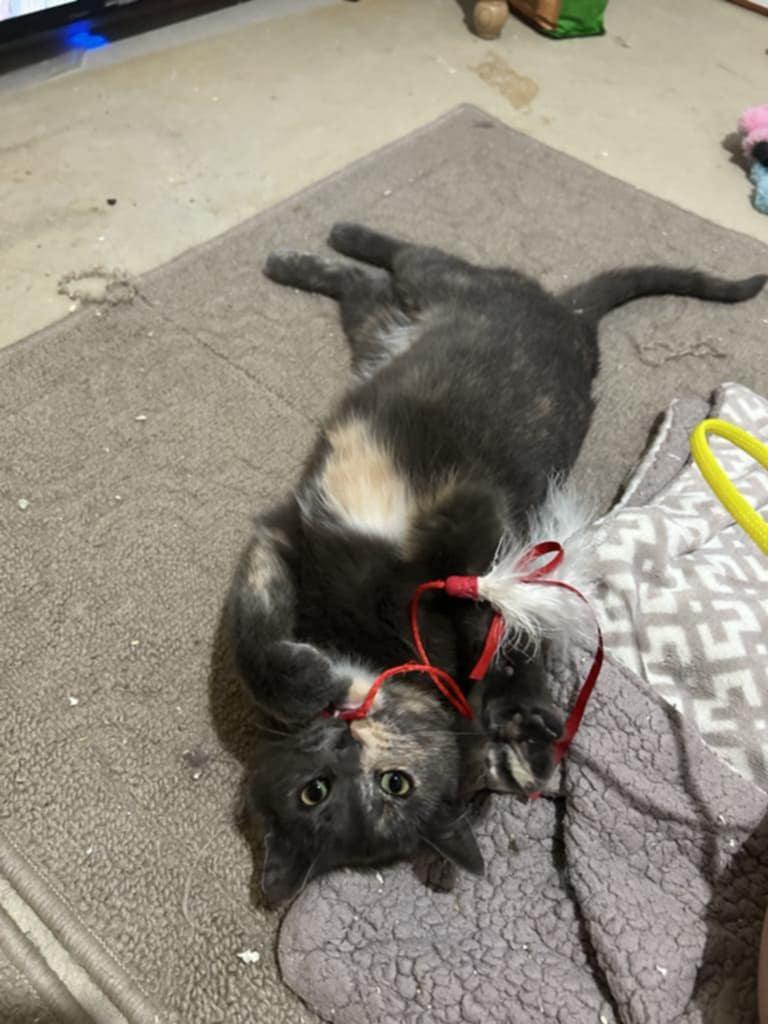 Peach, a Adoptable Domestic Short Hair image 4/5