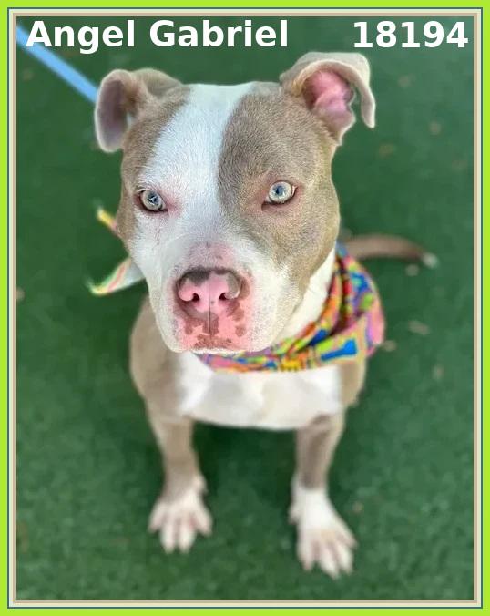ANGEL GABRIEL, an adoptable mixed breed in Marietta, GA image 4/6