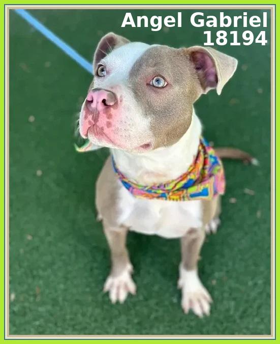 ANGEL GABRIEL, an adoptable mixed breed in Marietta, GA image 5/6