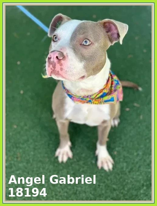 ANGEL GABRIEL, an adoptable mixed breed in Marietta, GA image 6/6