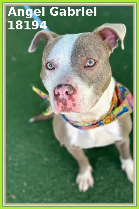 ANGEL GABRIEL, an adoptable mixed breed in Marietta, GA image 2/6