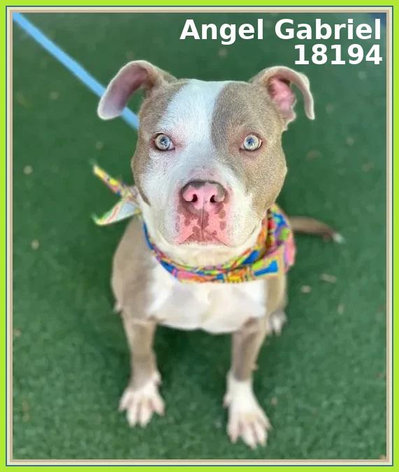 ANGEL GABRIEL, adoptable, Young Male Pit Bull Terrier & American Staffordshire Terrier.