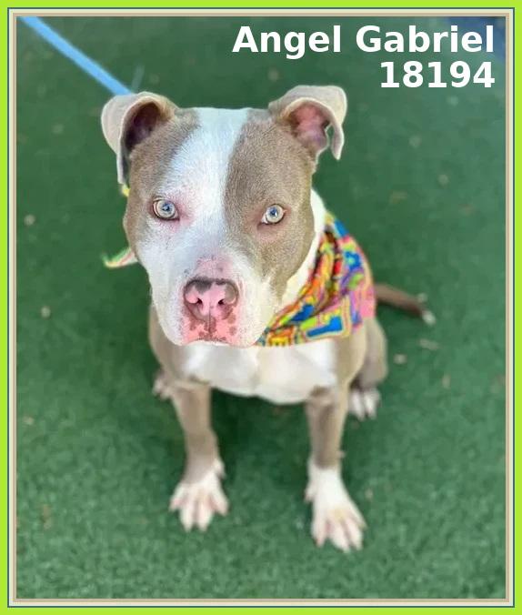 ANGEL GABRIEL, an adoptable mixed breed in Marietta, GA image 3/6