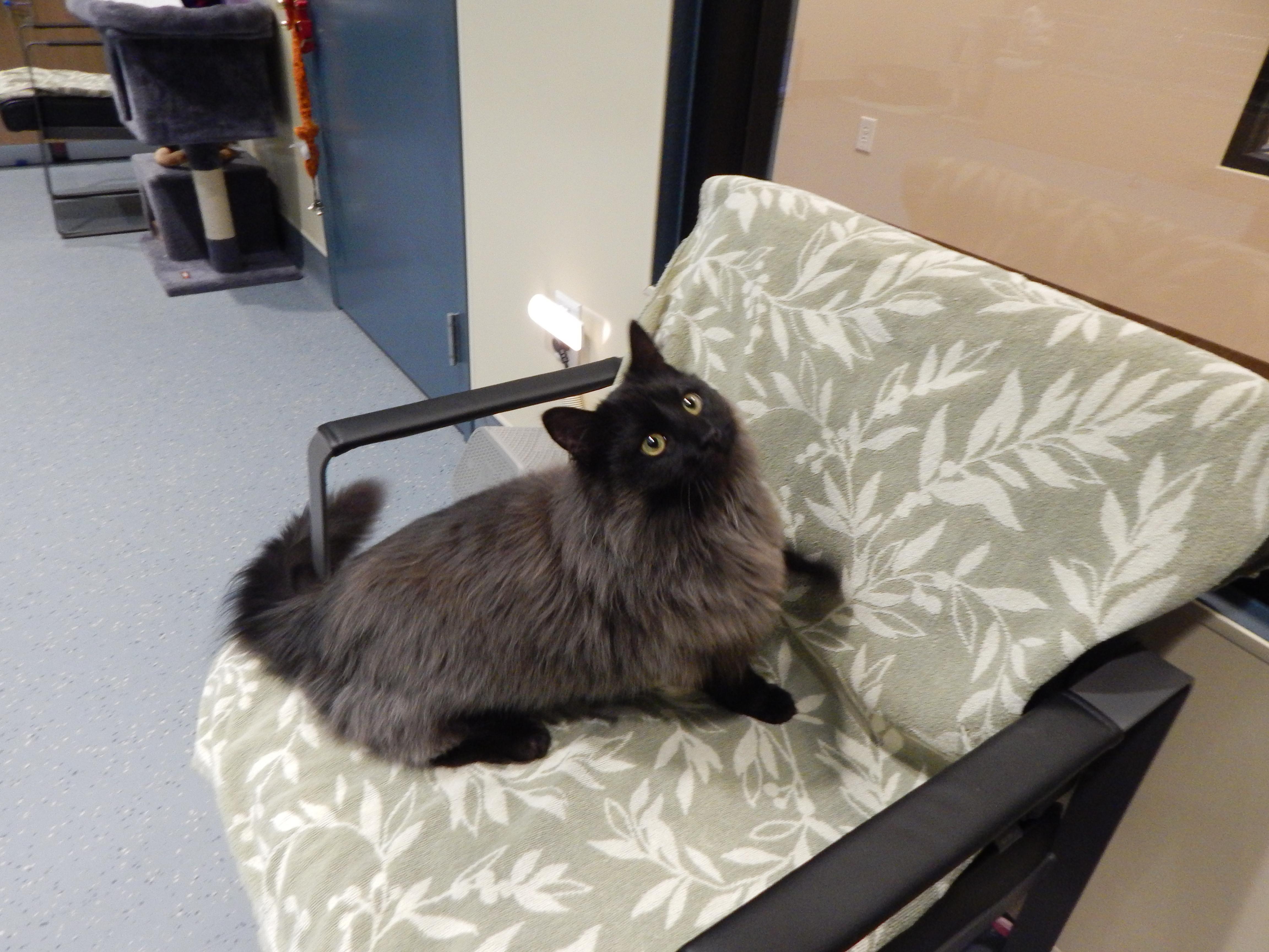Enlarge Smokey Joe, an adopted Domestic Long Hair in Mesquite, NV image 2/4