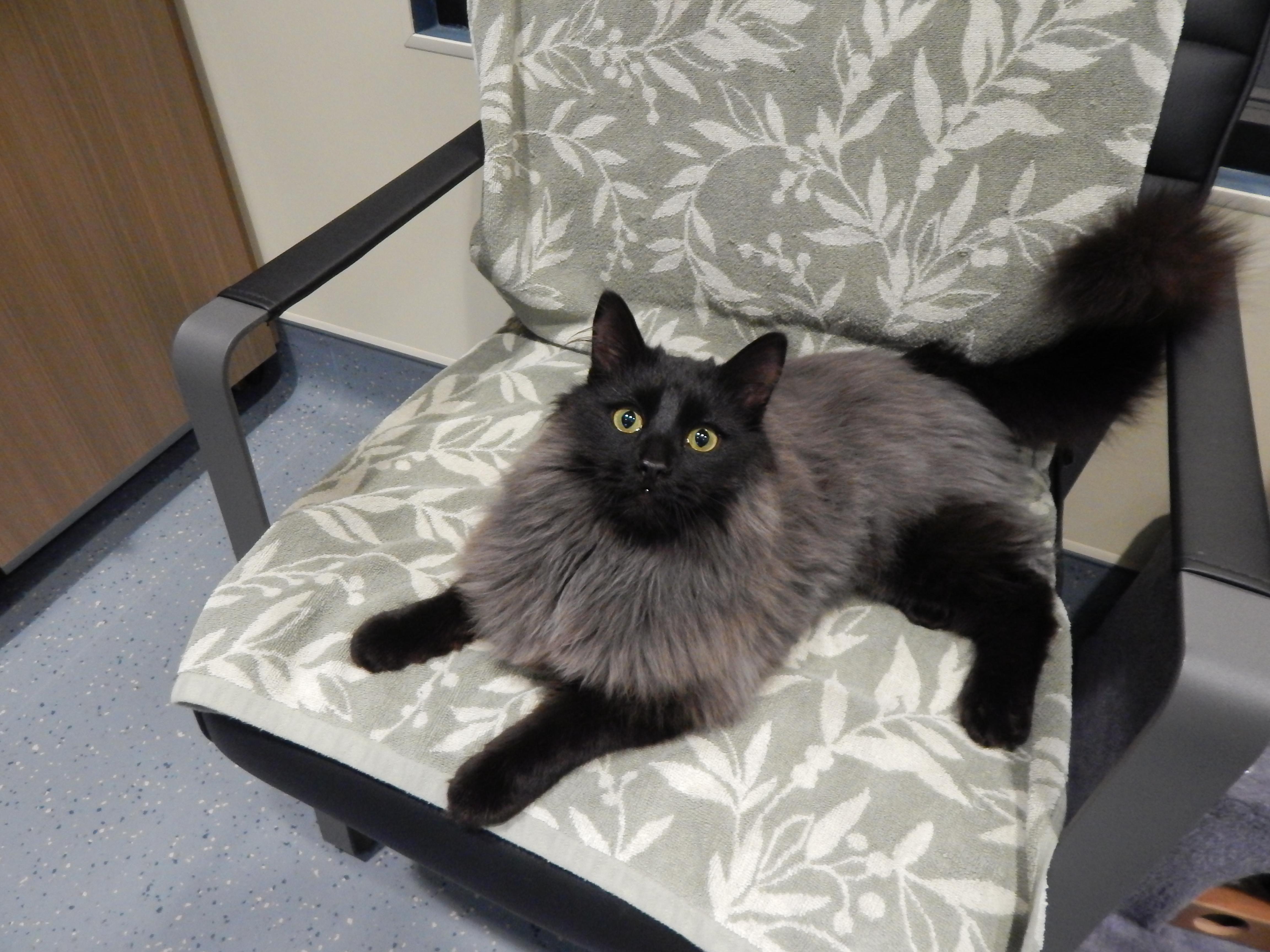 Enlarge Smokey Joe, an adopted Domestic Long Hair in Mesquite, NV image 1/4