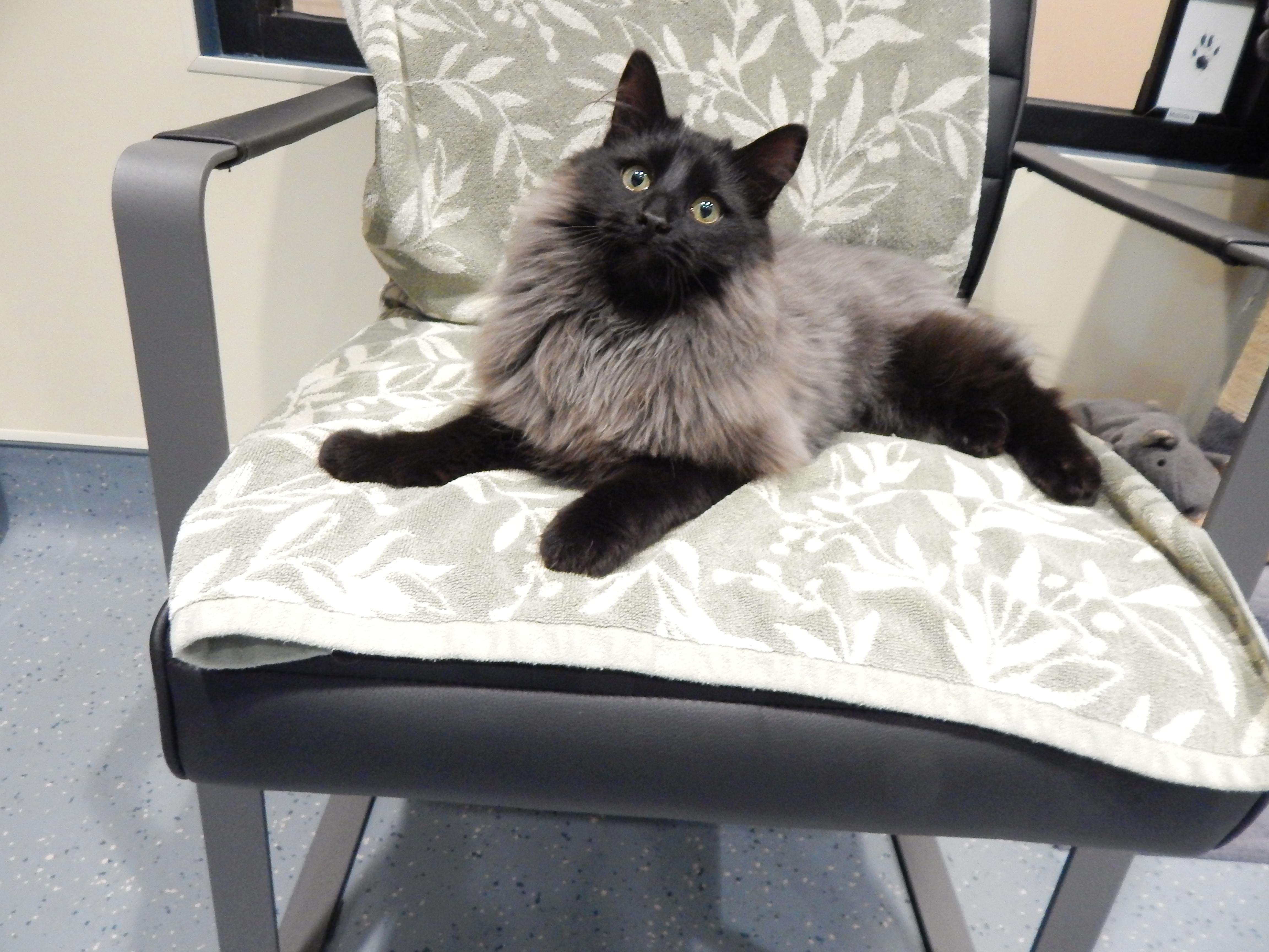 Enlarge Smokey Joe, an adopted Domestic Long Hair in Mesquite, NV image 4/4