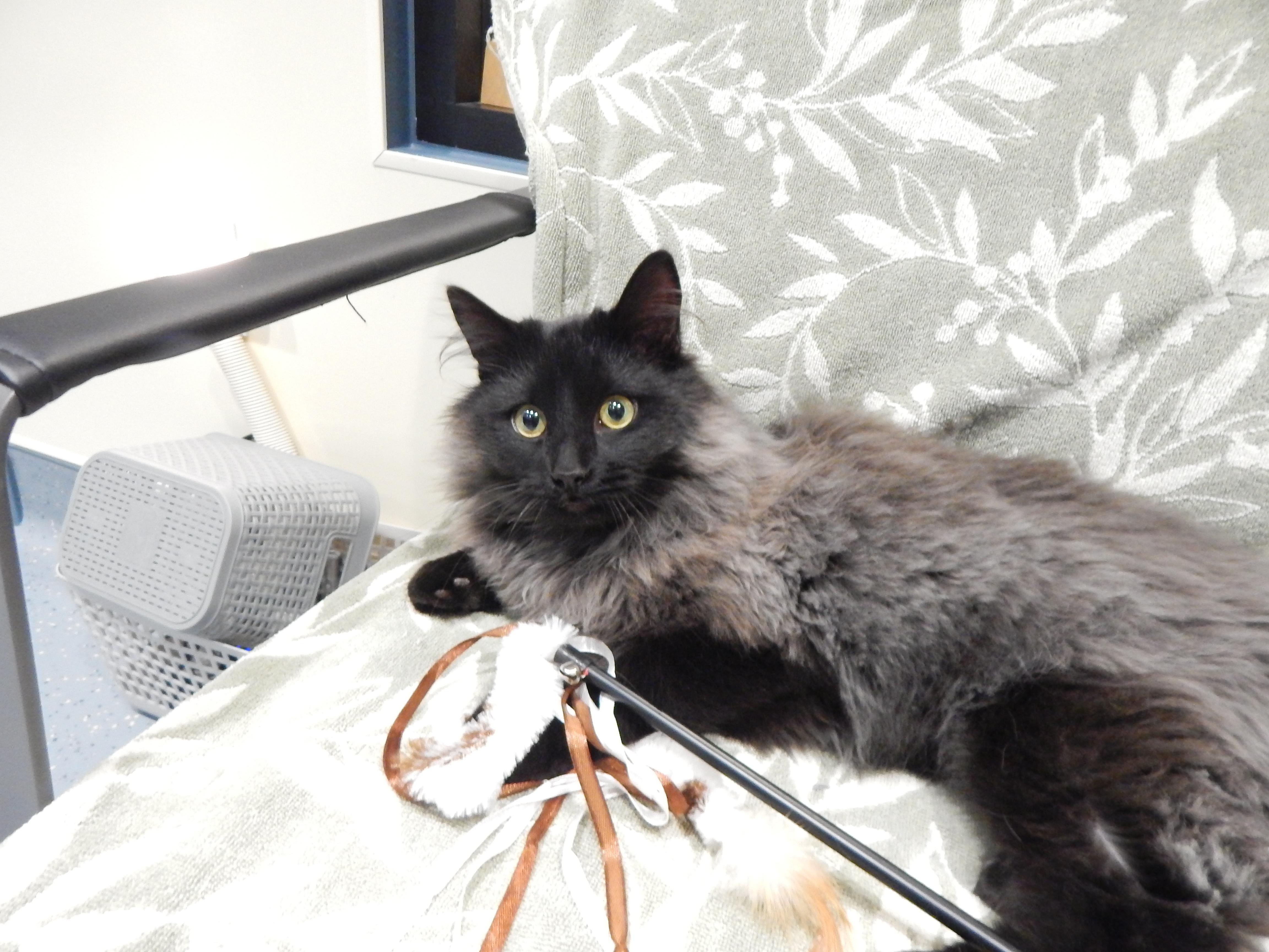 Enlarge Smokey Joe, an adopted Domestic Long Hair in Mesquite, NV image 3/4