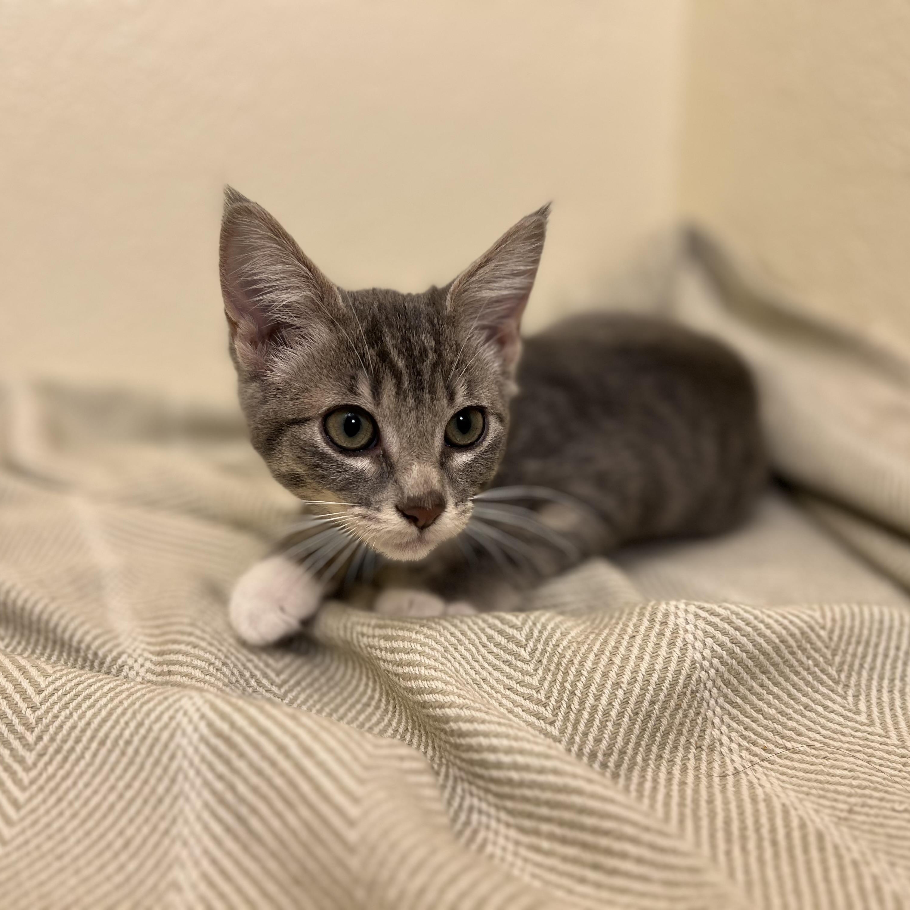 Fiona, a tender and attentive sweetheart, an adopted American Shorthair in The Dalles, OR image 4/4