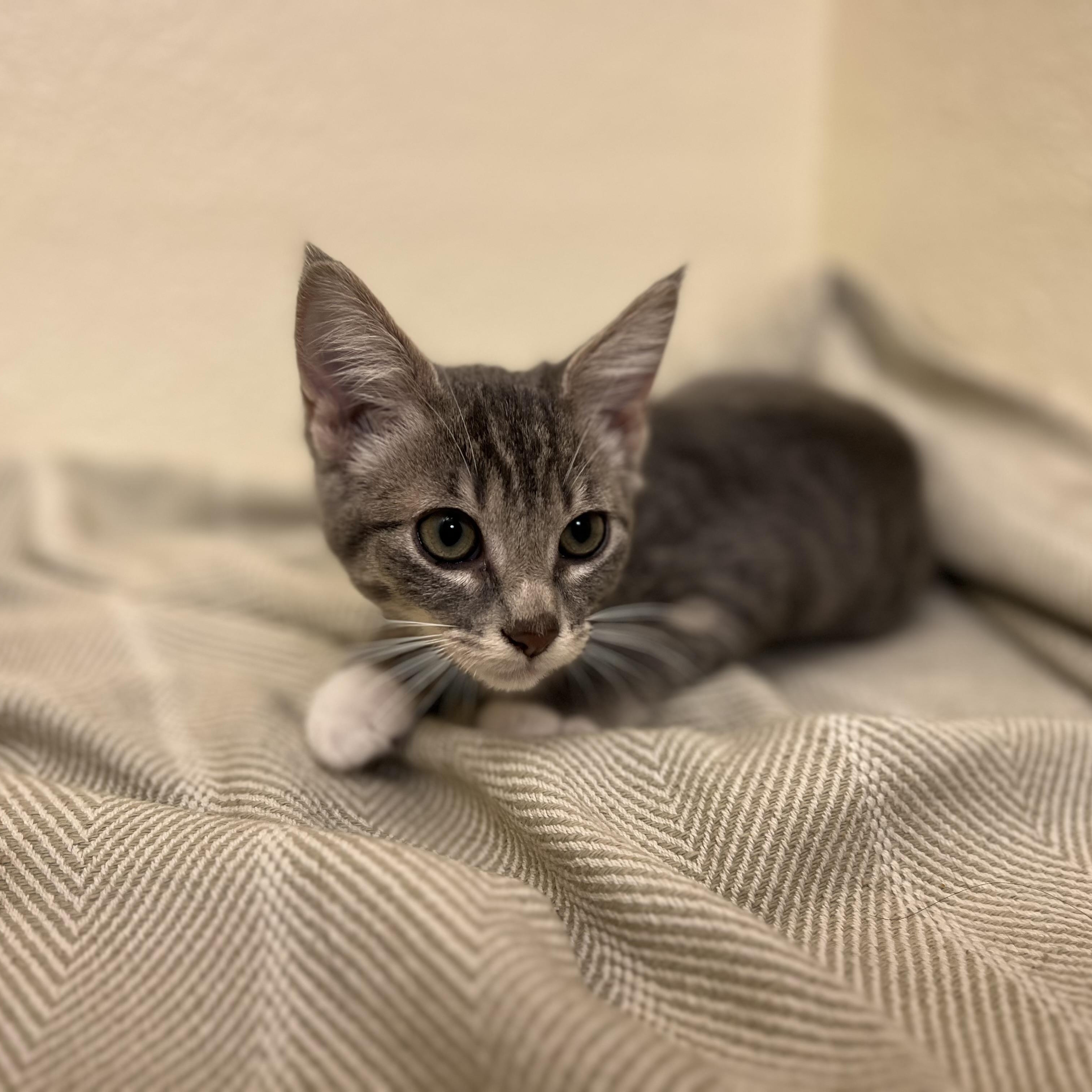 Fiona, a tender and attentive sweetheart, an adopted American Shorthair in The Dalles, OR image 2/4