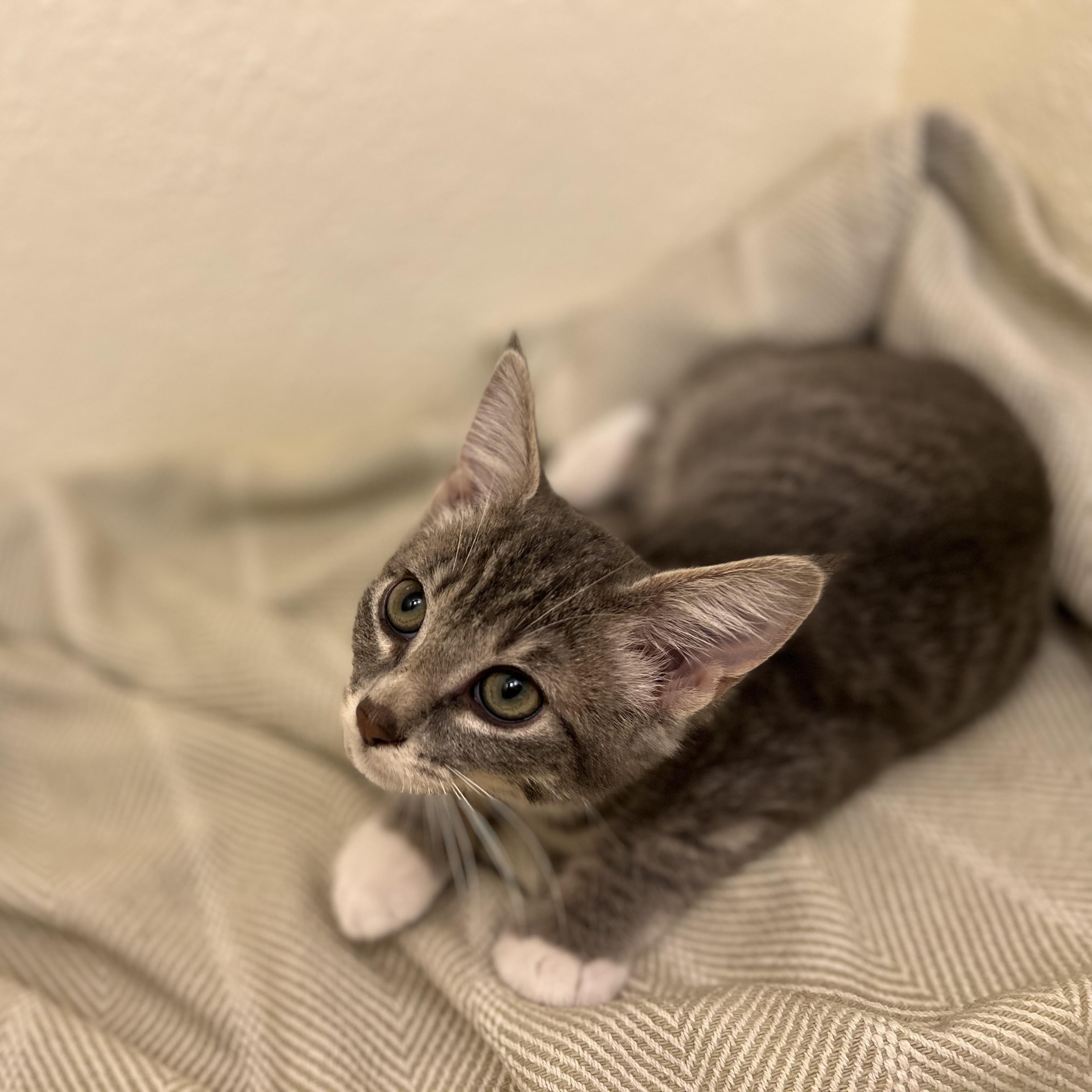 Fiona, a tender and attentive sweetheart, an adopted American Shorthair in The Dalles, OR image 3/4