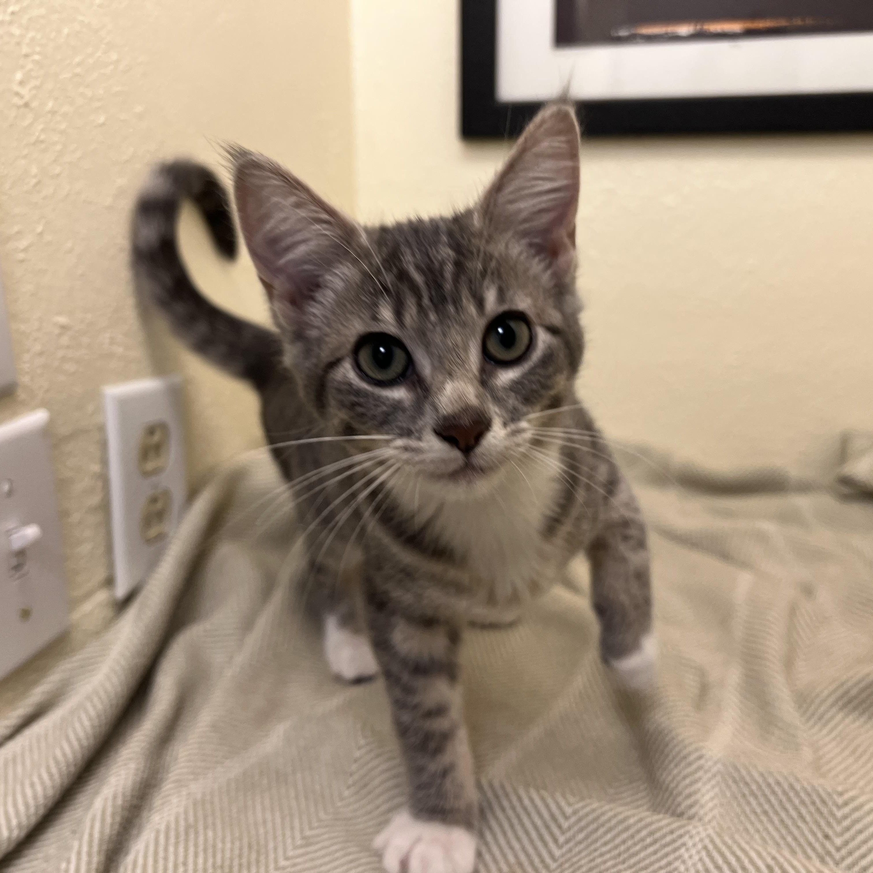 Fiona, a tender and attentive sweetheart, an adopted American Shorthair in The Dalles, OR image 1/4