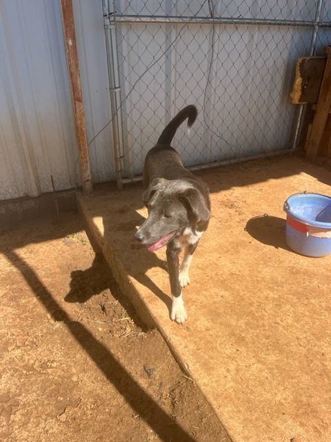 Sarah , Adoptable, Young Female Chocolate Labrador Retriever.