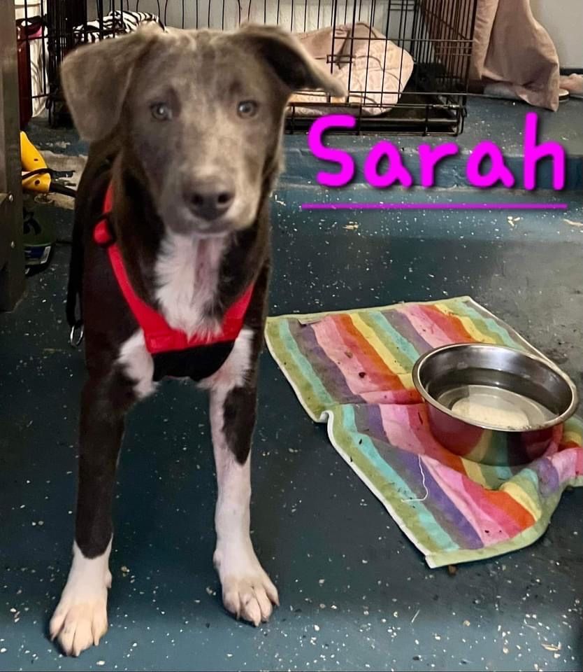 Sarah , Adoptable, Young Female Chocolate Labrador Retriever.