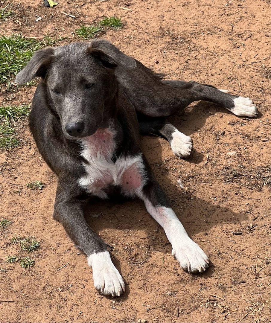 Enlarge Sarah , a Adoptable mixed breed in Paradise, TX image 3/3