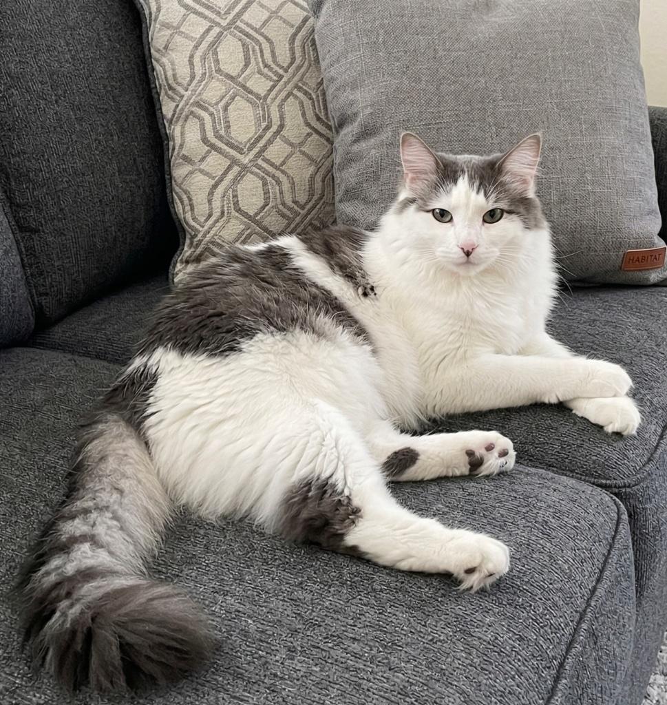Skip, Adoptable, Adult Male Domestic Long Hair.