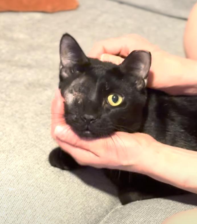 Daniel, ADOPTABLE, Young Male Domestic Short Hair.