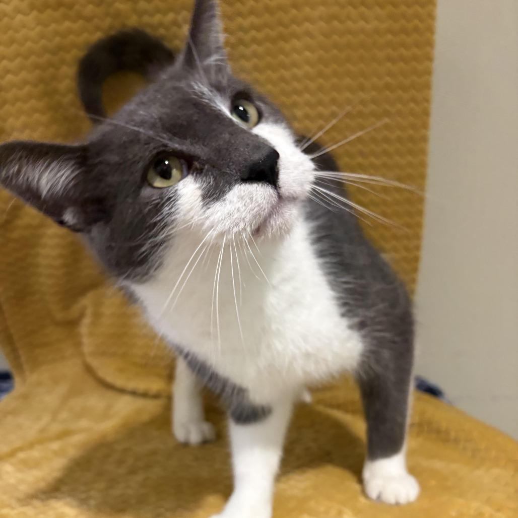 Enlarge Ozzy, a Adoptable Domestic Short Hair in Chesapeake, VA image 1/2