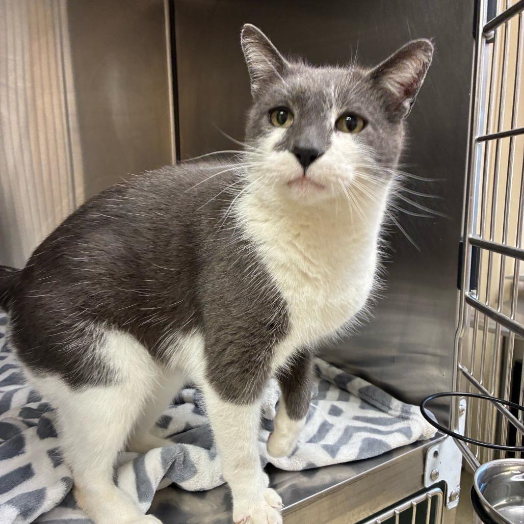 Ozzy, Adoptable, Adult Male Domestic Short Hair.