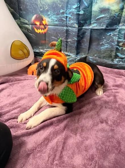 Enlarge Mia, a Adoptable mixed breed in Munfordville, KY image 2/4