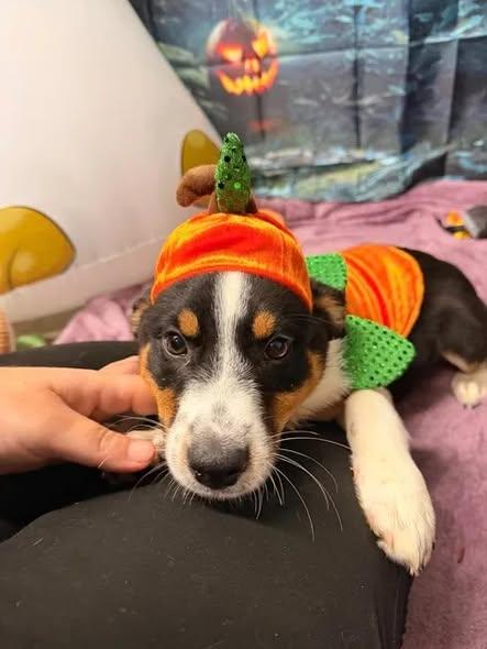 Enlarge Mia, a Adoptable mixed breed in Munfordville, KY image 4/4