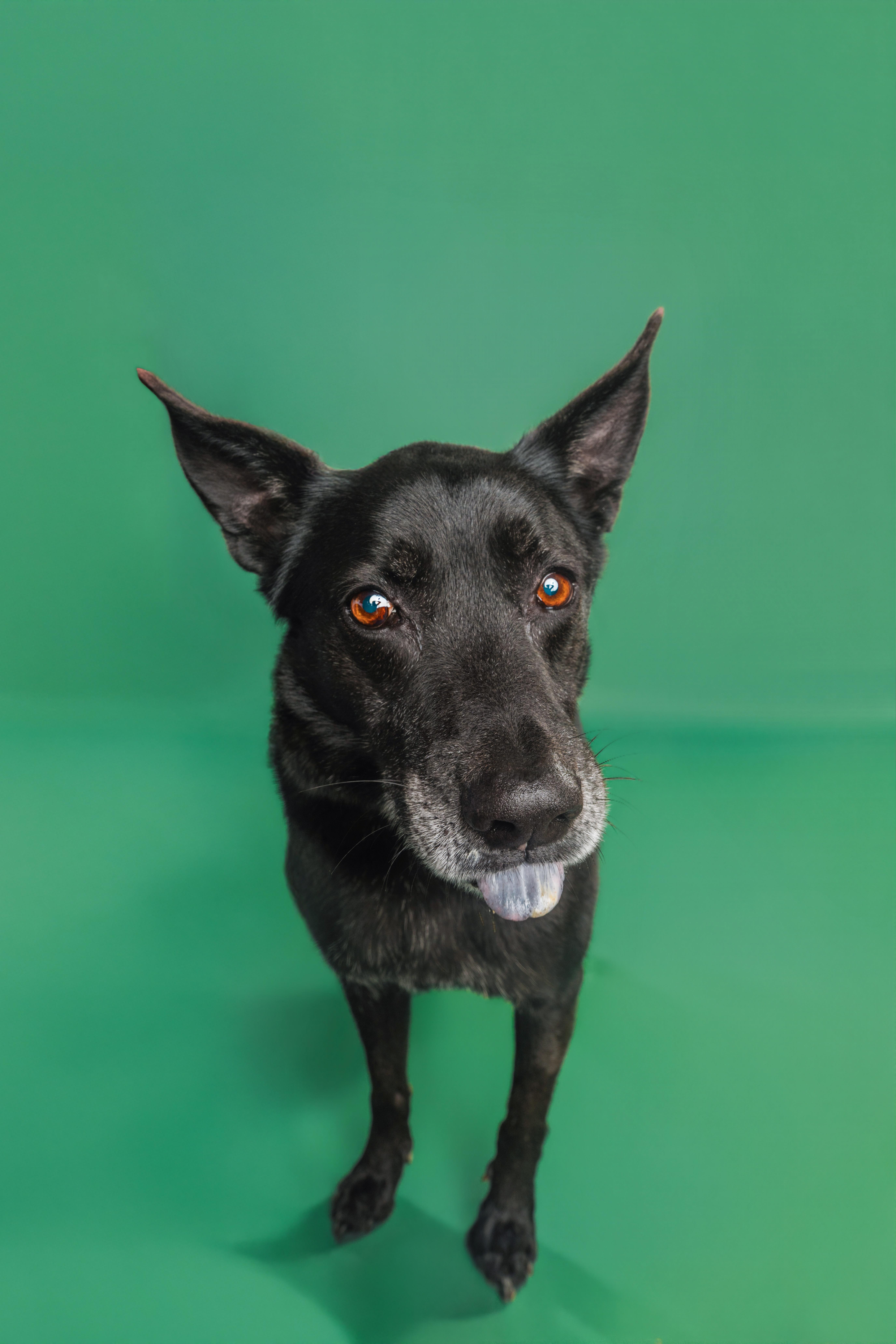 Enlarge Sam - AVAILABLE TO FOSTER OR ADOPT, a other mixed breed in Clayton, NC image 5/6