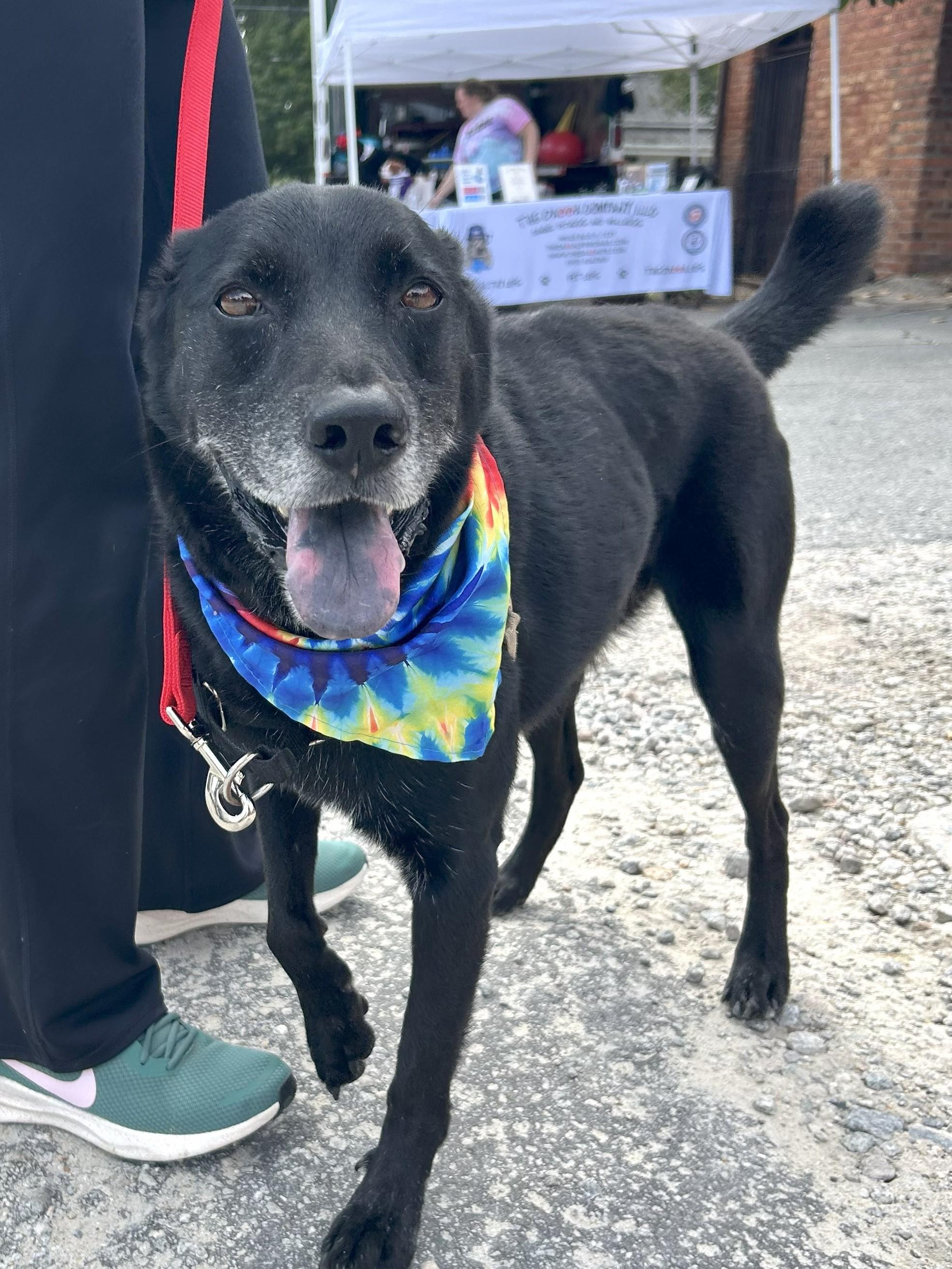 Sam, an adoptable Shepherd in Clayton, NC, 27520 | Photo Image 2
