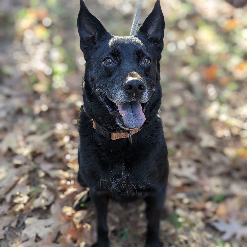Sam, a Adoptable mixed breed in Clayton, NC image 4/6