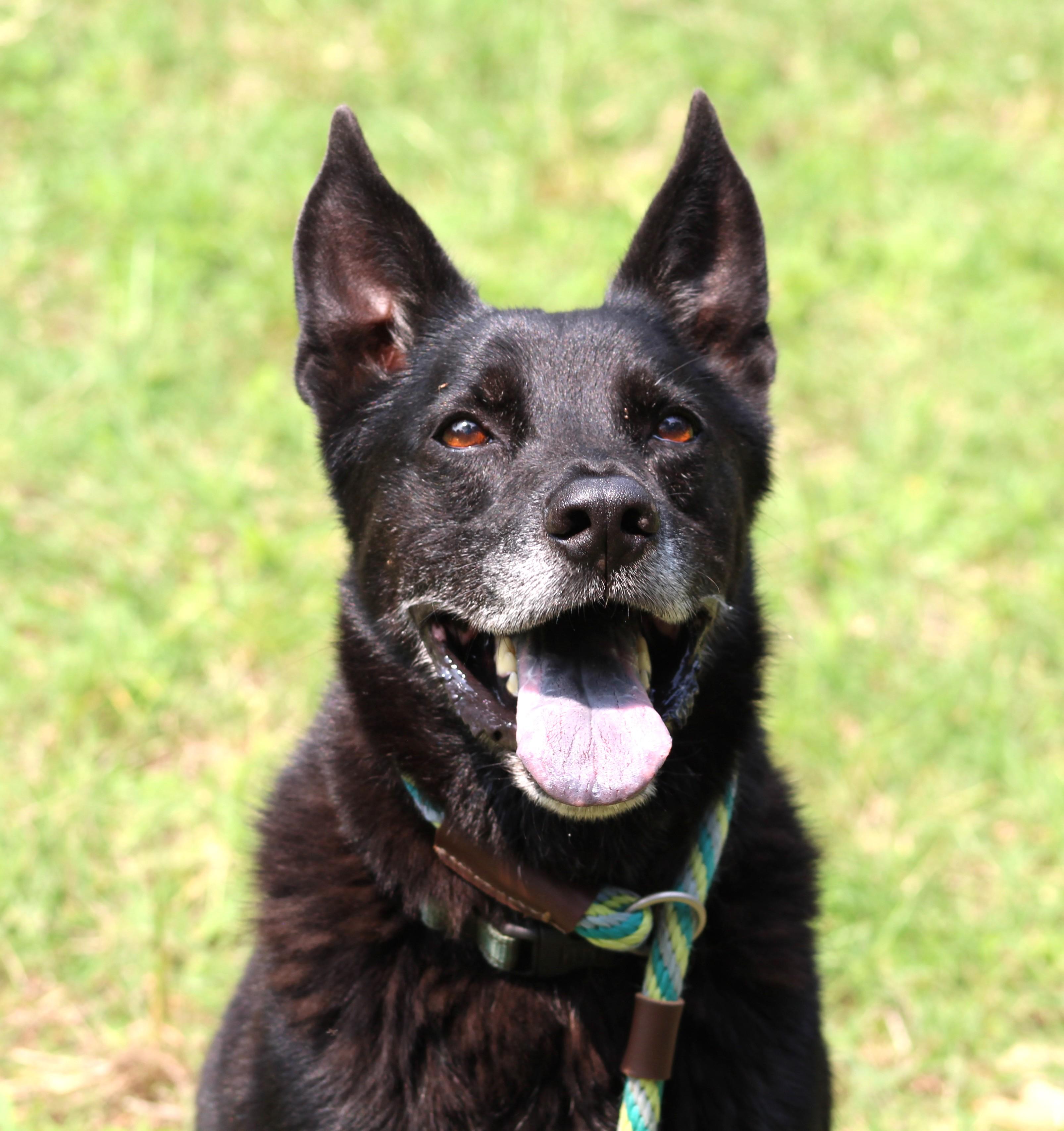 Sam, a Adoptable mixed breed in Clayton, NC image 6/6