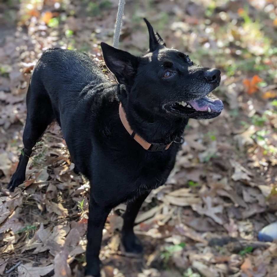 Sam, a Adoptable mixed breed in Clayton, NC image 5/6