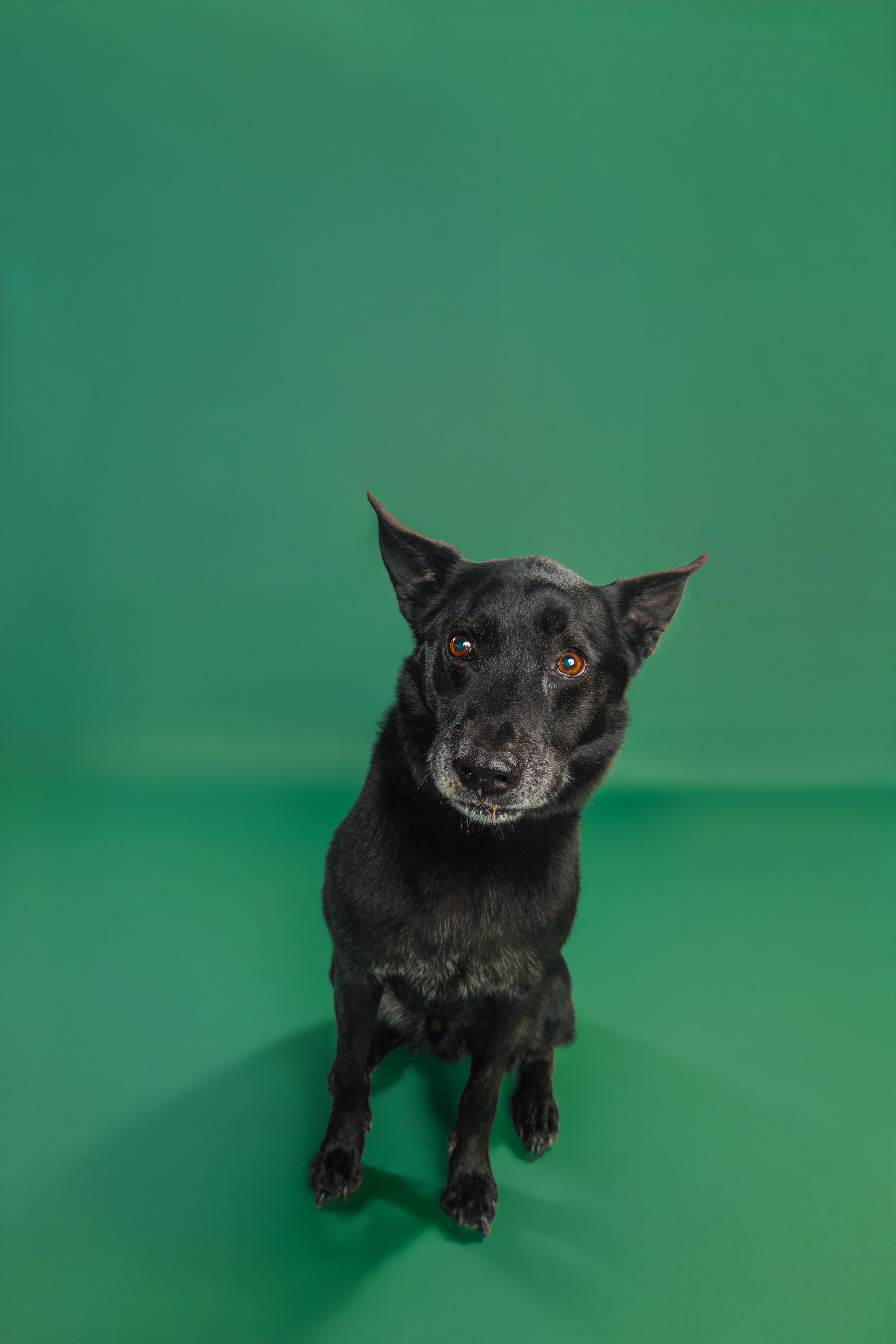 Enlarge Sam - AVAILABLE TO FOSTER OR ADOPT, a other mixed breed in Clayton, NC image 4/6