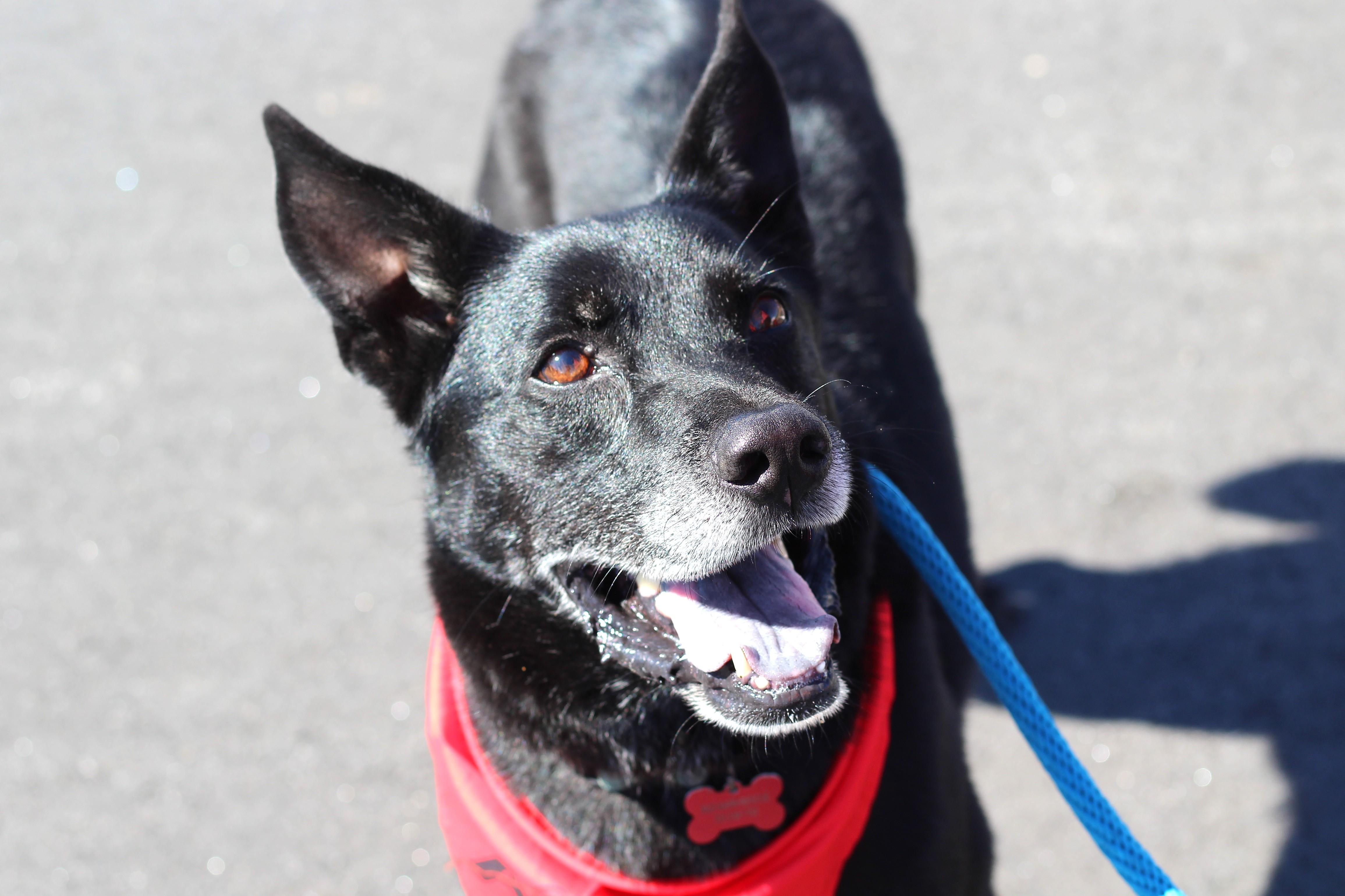 Sam, a Adoptable mixed breed in Clayton, NC image 1/6