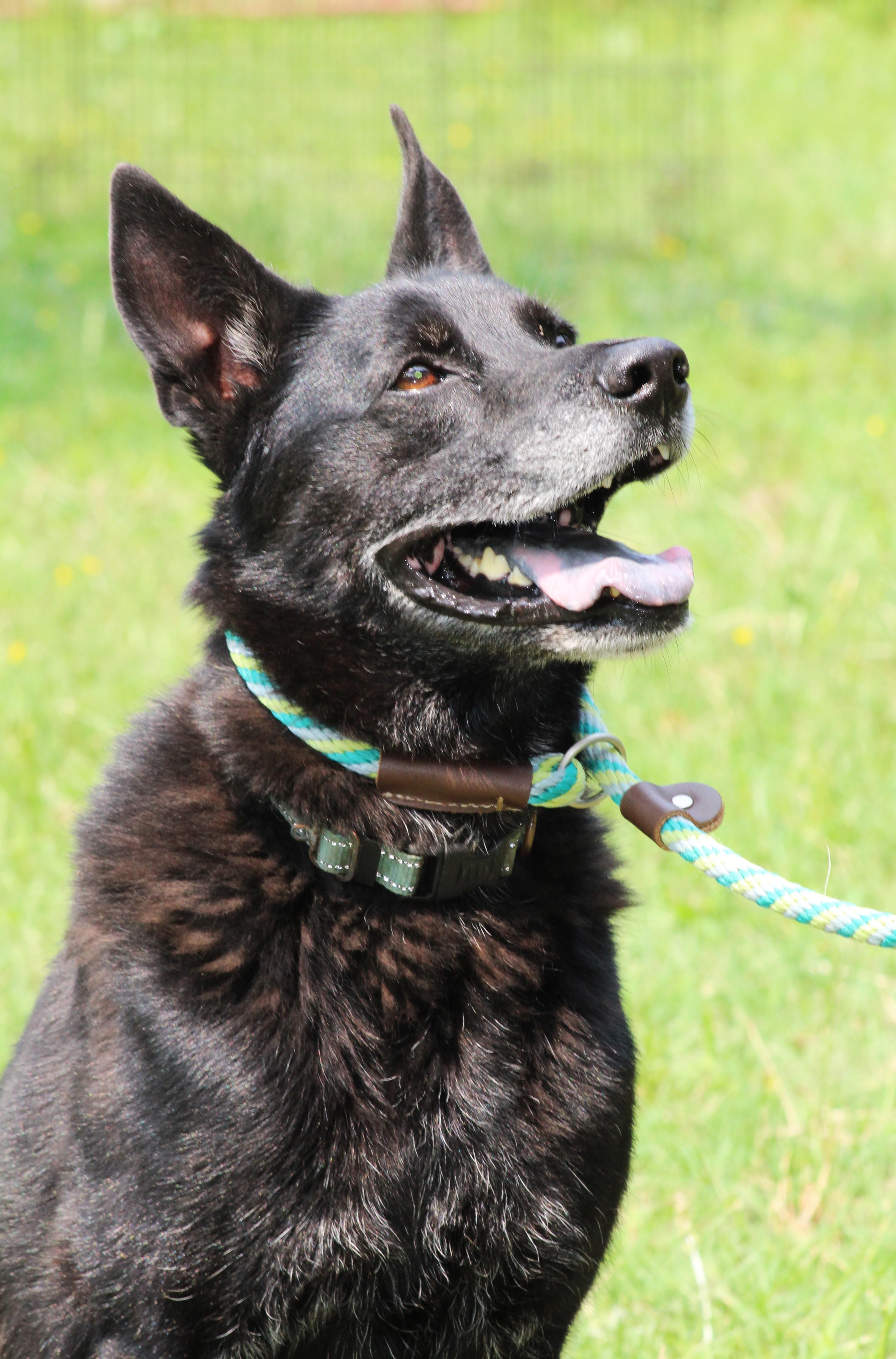 Sam, a Adoptable mixed breed in Clayton, NC image 3/6