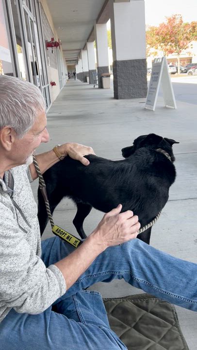 Enlarge Sam, a Adoptable mixed breed in Clayton, NC video 2/6