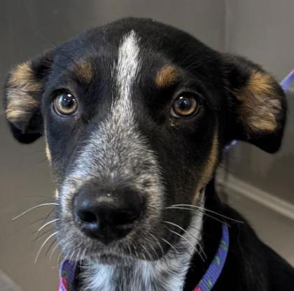 Malcolm, Adoptable, Young Male Cattle Dog & Mixed Breed.