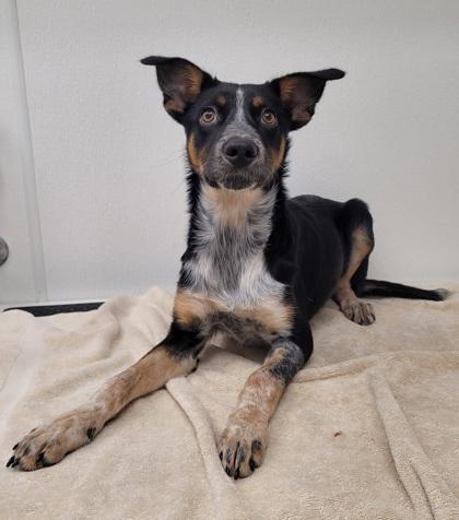 Enlarge Malcolm, a Adoptable mixed breed in Phoenix, AZ image 2/3