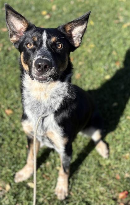 Malcolm, Adoptable, Young Male Cattle Dog & Mixed Breed.