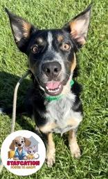 Enlarge Malcolm, a Adoptable mixed breed in Phoenix, AZ image 3/3